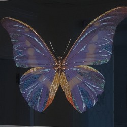 Картина "Тропическая бабочка"